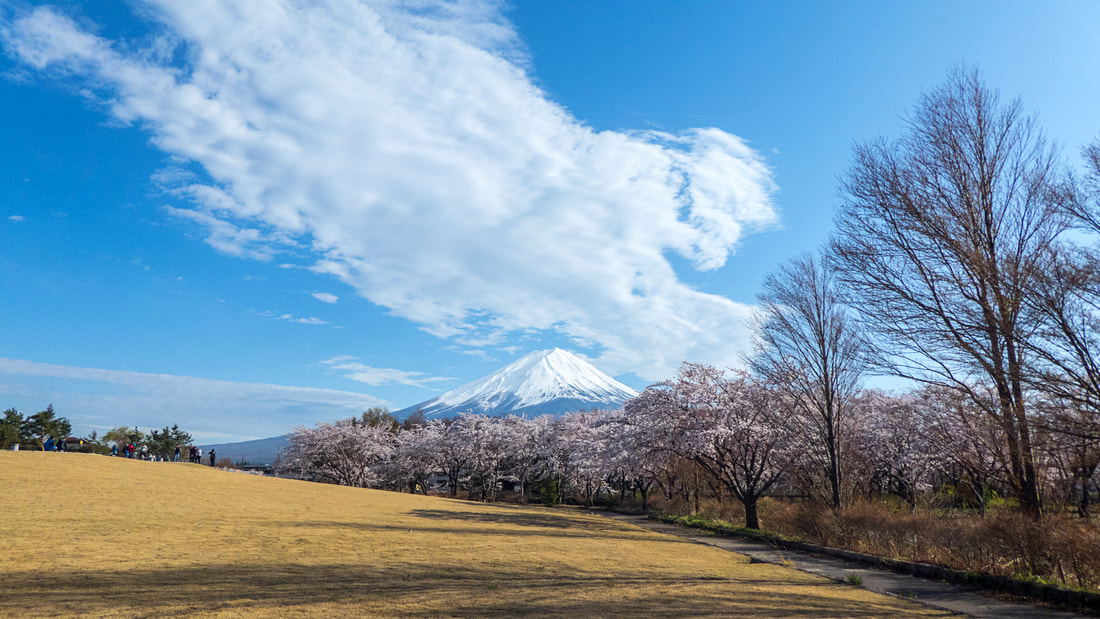 Mount Fuji and cherry blossoms in full bloom, Kawaguchiko, Japan.
